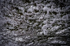 2025-03-17-Austria.29