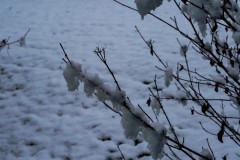 2025-03-17-Austria.35