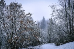 2025-03-17-Austria.37