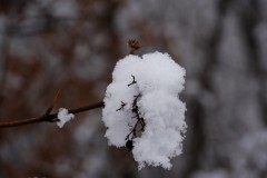 2025-03-17-Austria.38