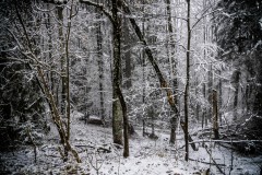 2025-03-17-Austria.42