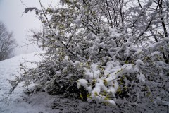 2025-03-17-Austria.43