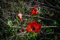 BenShmen032025_14