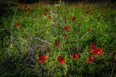 BenShmen032025_5