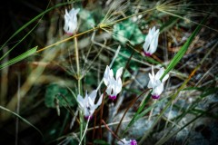 BenShmen032025_6