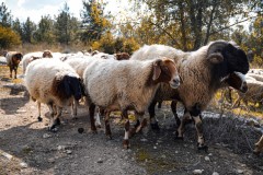 BenShmen032025_7
